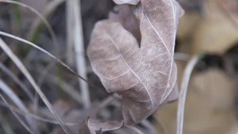 Close-up of an oak leaf Stock Footage 237078960