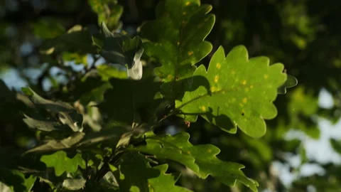 Close-up of an oak leaf. Green tree in the forest. 스톡 동영상 166011919