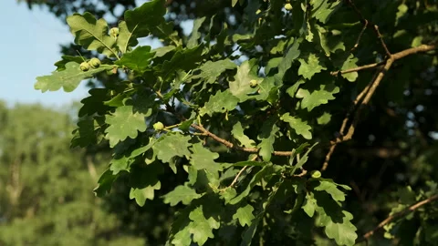 Close-up of an oak leaf. Green tree in the forest. 스톡 동영상 166012086