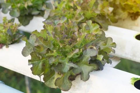 Close-up of an oak-leaf red oak salad Foto stock