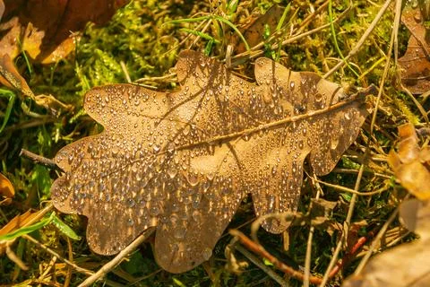 A close-up of an oak leaf resting on moss and grass, adorned with glistening  Stock Photos