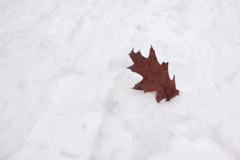 Close-up of oak leaf on snow in the winter park. Copy space. Stock Photos