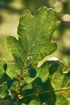 Close up of oak leaf in sunlight Stock Photos