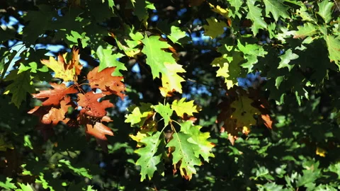 Close-up, oak leaves changing colors in the fall, North Carolina, USA Stock Footage 140477909