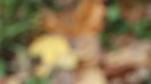 Close up of oak leaves falling on the ground Stock Footage 12413055