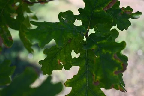 Close-up of oak leaves Stock Photos