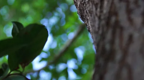 Close Up of Oak Leaves on a Tree Video stock 63115703