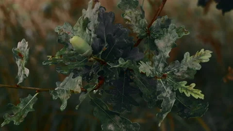 Close up of oak tree after the rain. Cinematic color grading look. 4K resolution Stock Footage 143943311