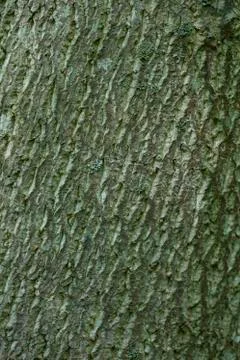 Close-up of Oak Tree Bark Stock Photos