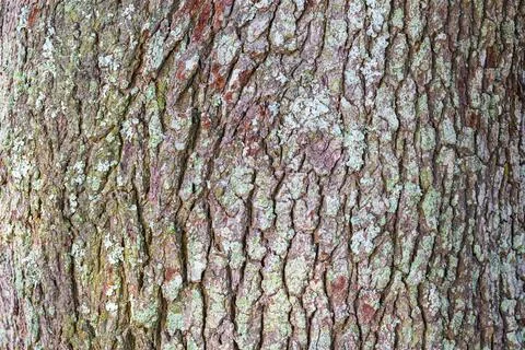 Close-up oak tree bark Stock Photos