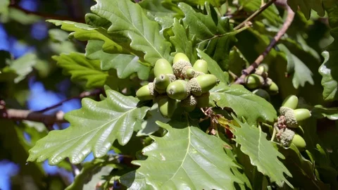 Close Up Oak Tree Branch With Acorns 库存影片 79598518