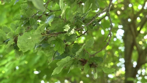 Close Up Oak Tree Branch Stock Footage 79601152