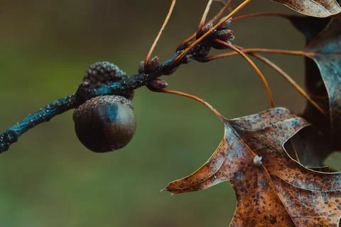 Close up of Oak tree - branches, leaves and acorn with natural background Stock Photos