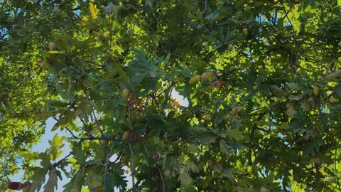 Close Up of Oak Tree Branches Loaded with Ripening Acorns in Early Autumn. Stock Footage 345996168