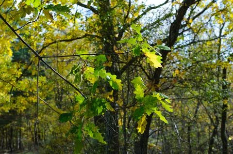 Close-up of oak tree branches showing green and yellow autumn leaves Stock Photos