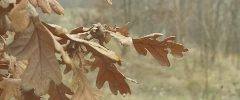 Close-up of oak tree dried leaves on branch anamorphic 5.7K video Stock Footage 302437078