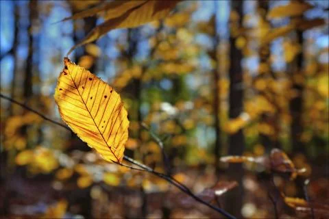 Close-up the oak tree leaf in the valley in autumn Stock Photos