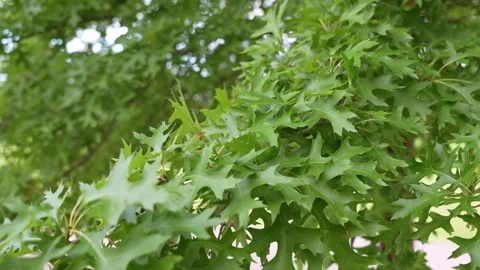 Close-up of oak tree leaves against the sky Stock Footage 345749460