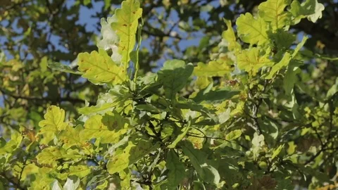 Close up of oak-tree leaves blowed by the light summer breeze Stock Footage 113152721