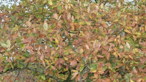 A close up of Oak tree leaves blowing in the wind, Britain, UK Stock Footage 321026425