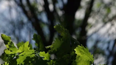 Close-up on oak tree leaves with changing wind and dynamic backlight Video stock 77102302
