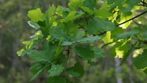 Close-up on oak tree leaves with dynamic light Video stock 77102142