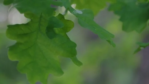 Close-up on oak tree leaves Video stock 77102143