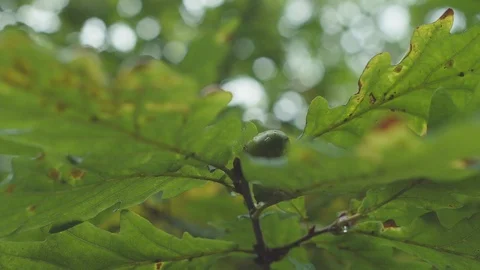 Close-up on a oak tree nut 스톡 동영상 88291268
