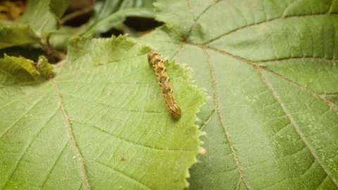 Close up of an oak tree pug moth larva (Eupithecia dodoneata) on a leaf Stock-Footage 343124622