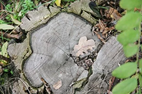 A close-up of an oak tree stump and a dry oak leaf on it Stock Photos