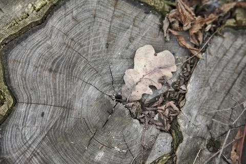 A close-up of an oak tree stump and a dry oak leaf on it, deforestation, ecol Stock Photos
