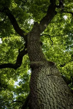 Close-up of oak tree trunk. Stock Photos