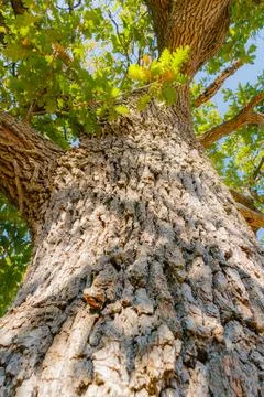 Close-up of oak tree trunk with textured bark and green leaves viewed from .. Stock Photos