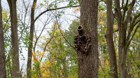 Close-Up Oak Tree with Unique Knot on Rule of Thirds  Autumn Forest Photograp Stock-Fotos
