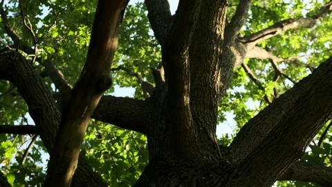 Close-up of an oak trunk 스톡 동영상 166011770