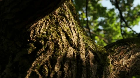 Close-up of an oak trunk 스톡 동영상 166012227