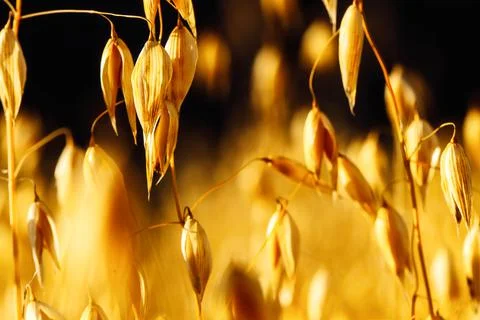 Close-up of oat ears on an oat field at sunset. copy space. macro Stock Photos