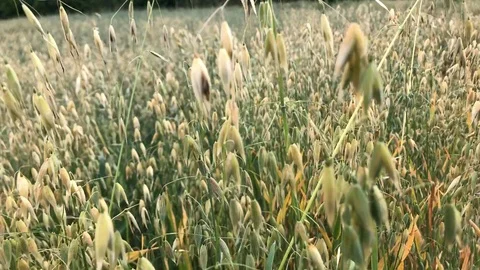 Close-up oat field. Slow motion Stock Footage 114764204