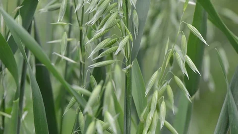 Close up of a oat plant Vidéo 111361070