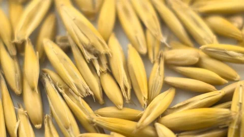 Close-up of oat seeds are falling down and filling up the frame Stock Footage 69965082