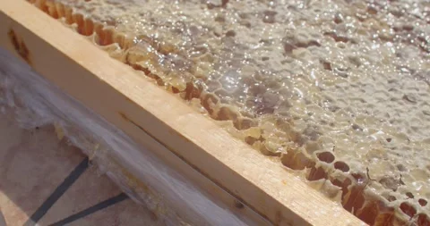 Close oblique honeycomb cells with warm glossy honey pooling on wooden top bar Stock Footage 344598085