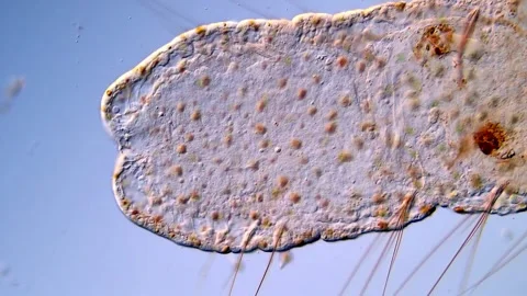 Close Observation of Aeolosoma Worm Movements Stock Footage 317925973