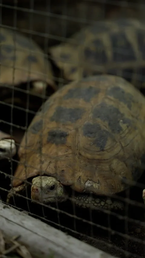 Close-up observation of a tortoise within an enclosure, highlighting intricate Stock Footage 310489958