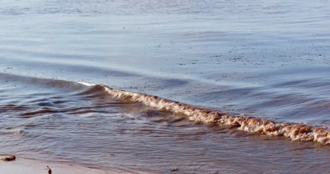 Close-up. Ocean with sargassum algae. Stock Footage 249348076