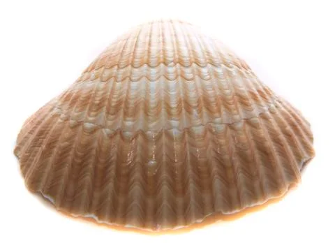 Close up of ocean shell isolated on white background Stock Photos