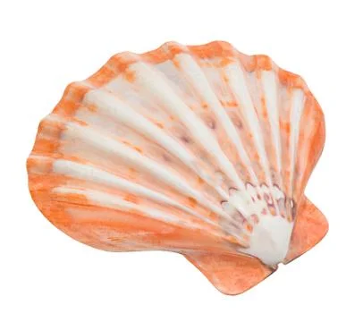 Close up of ocean shell isolated on white background Foto stock