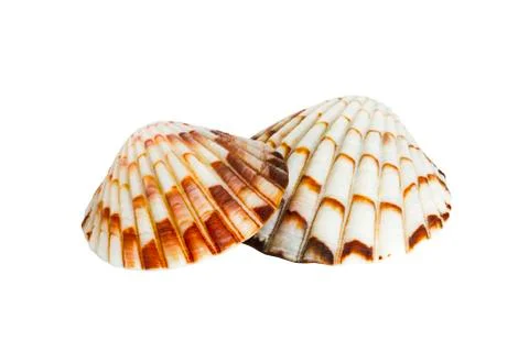 Close up of ocean shell isolated on white background Stock Photos
