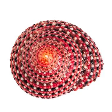 Close up of ocean shell isolated on white background Foto stock