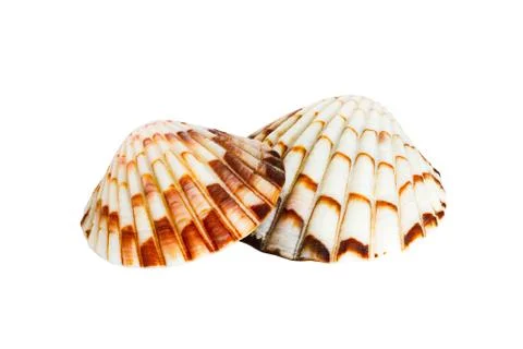 Close up of ocean shell isolated on white background Foto stock