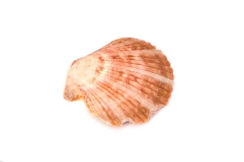Close up of ocean shell isolated on white background. Stock Photos